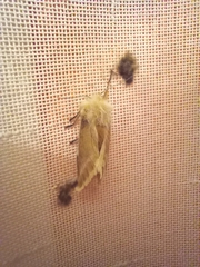 Megalopyge