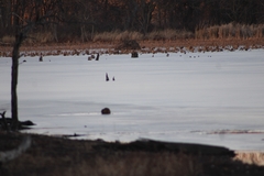 Ondatra zibethicus zibethicus