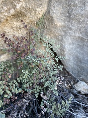 Argyrochosma microphylla