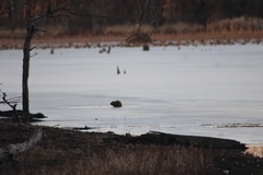 Ondatra zibethicus zibethicus