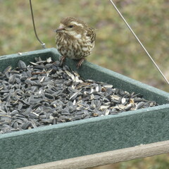 Haemorhous purpureus purpureus