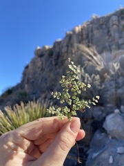 Argyrochosma microphylla