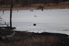 Ondatra zibethicus zibethicus