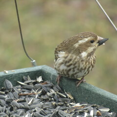 Haemorhous purpureus purpureus