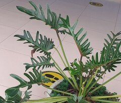 Thaumatophyllum xanadu