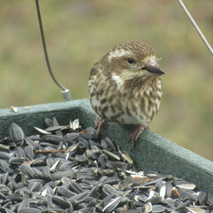 Haemorhous purpureus purpureus