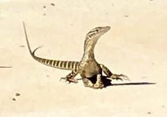 Varanus gouldii