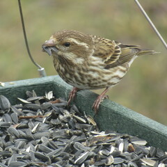 Haemorhous purpureus purpureus