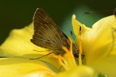 Vehilius stictomenes