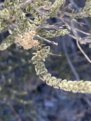 Mortonia scabrella
