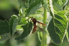 Polistes cavapyta