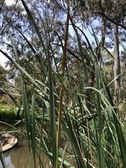 Typha domingensis