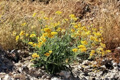 Psilostrophe gnaphalodes