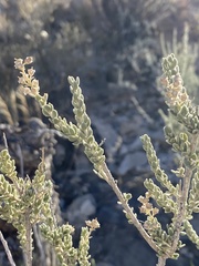 Mortonia scabrella