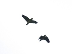 Amazona viridigenalis