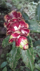 Costaceae