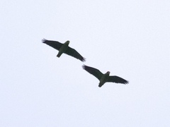 Amazona viridigenalis
