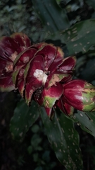 Costaceae