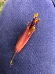 Phormium