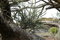 Alectryon oleifolius