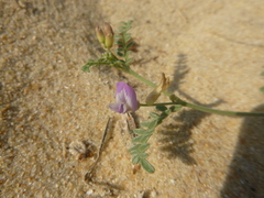 Astragalus baionensis