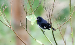 Sporophila luctuosa