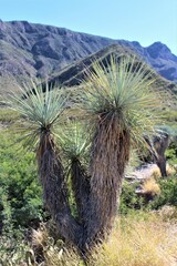 Yucca rigida