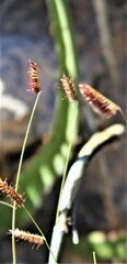 Bouteloua ramosa