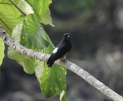 Chelidoptera tenebrosa