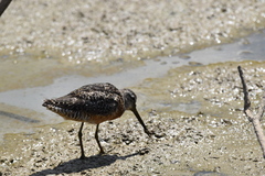 Limnodromus scolopaceus