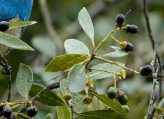 Ocotea pulchella