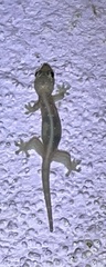 Gehyra mutilata