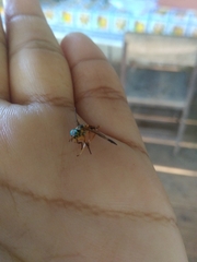 Tabanidae
