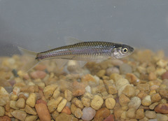 Notropis amoenus
