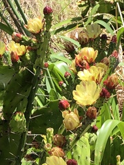 Opuntia monacantha