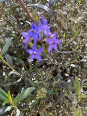 Halgania andromedifolia
