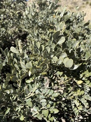 Dermatophyllum secundiflorum