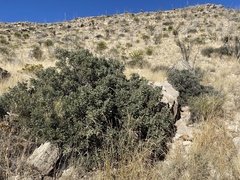 Dermatophyllum secundiflorum