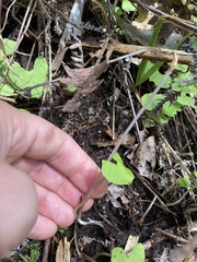 Corybas trilobus aggregate