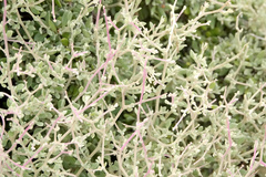 Chenopodium parabolicum