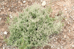 Chenopodium parabolicum