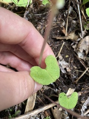 Corybas trilobus aggregate