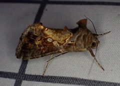 Chrysodeixis includens
