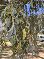 Acacia salicina