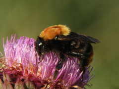 Bombus bellicosus