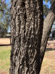 Acacia salicina