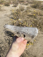 Atractosteus spatula