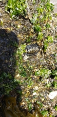 Chiton granosus