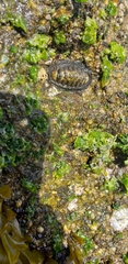 Chiton granosus