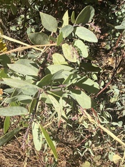 Arctostaphylos mewukka
